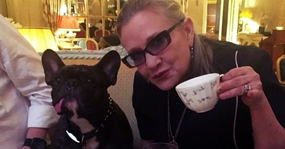 Cão de Carrie Fisher vê Star Wars: Os Últimos Jedi e reconhece a dona