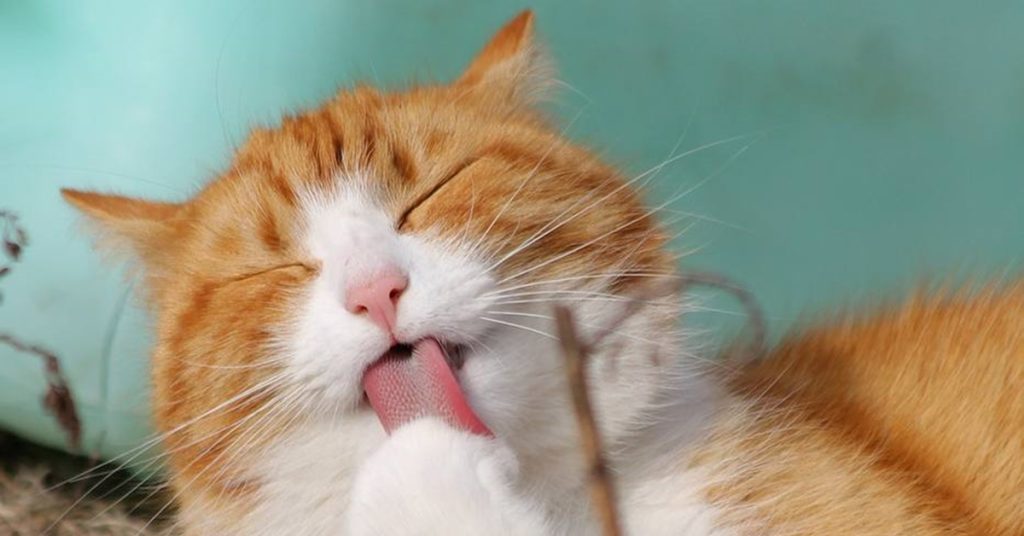 Jovem lê livros de Harry Potter para gato cego se acostumar com pessoas