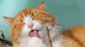 Jovem lê livros de Harry Potter para gato cego se acostumar com pessoas