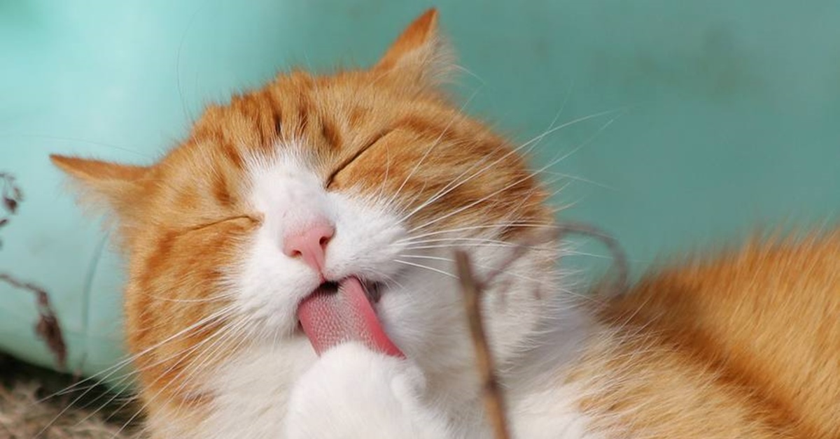Jovem lê livros de Harry Potter para gato cego se acostumar com pessoas
