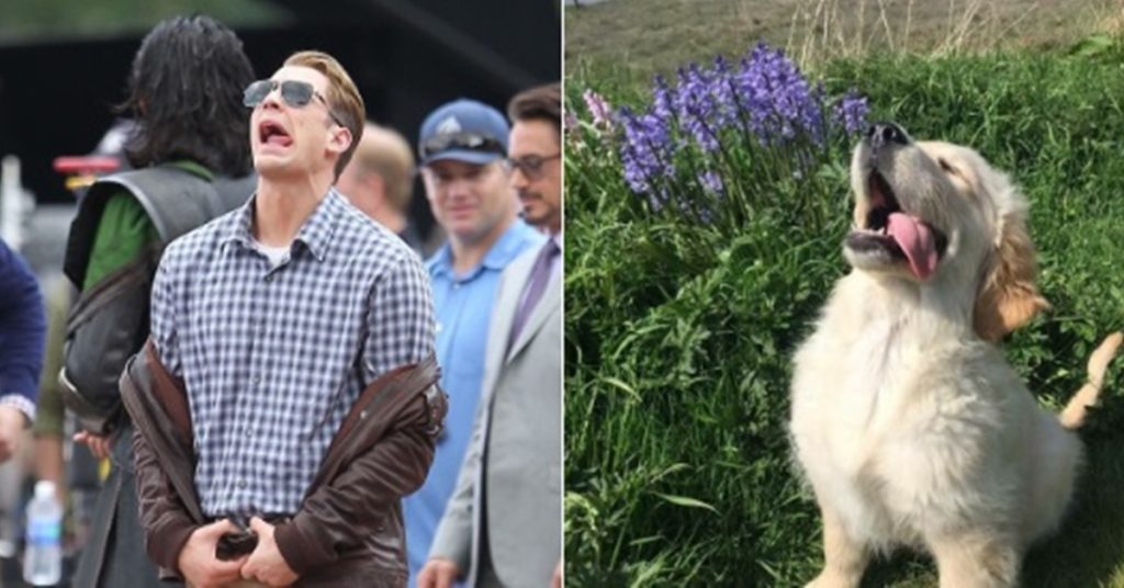 Fofo e hilário! Perfil no Twitter compara fotos de Chris Evans com golden retrievers