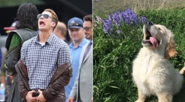 Fofo e hilário! Perfil no Twitter compara fotos de Chris Evans com golden retrievers