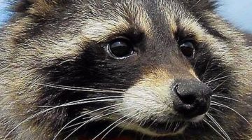 Morre guaxinim que serviu de modelo a Rocket, de Guardiões da Galáxia