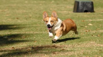 Brooklyn Nine-Nine: morre Stewart, o cachorro que interpretava Cheddar