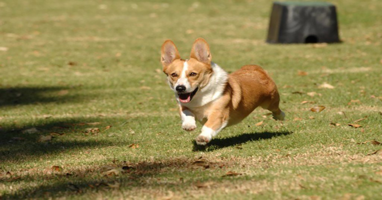 Brooklyn Nine-Nine: morre Stewart, o cachorro que interpretava Cheddar