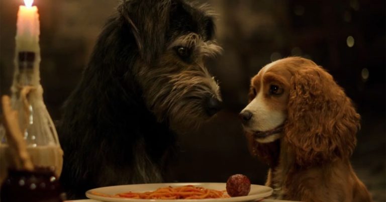 a dama e o vagabundo