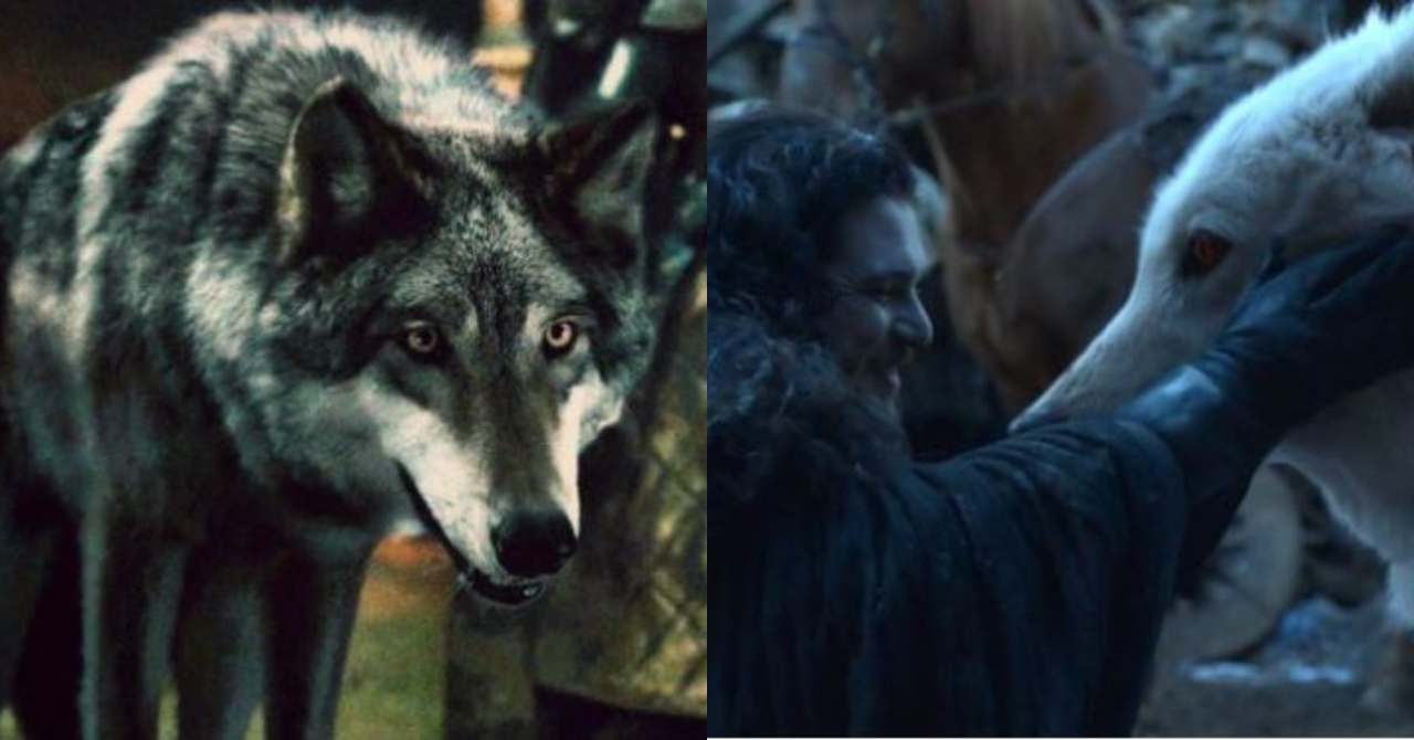Relembre o destino dos Lobos Gigantes da Casa Stark em Game of Thrones
