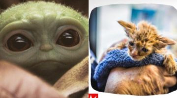 Gatinha salva de incêndio é a cara do Baby Yoda e foto viraliza na web