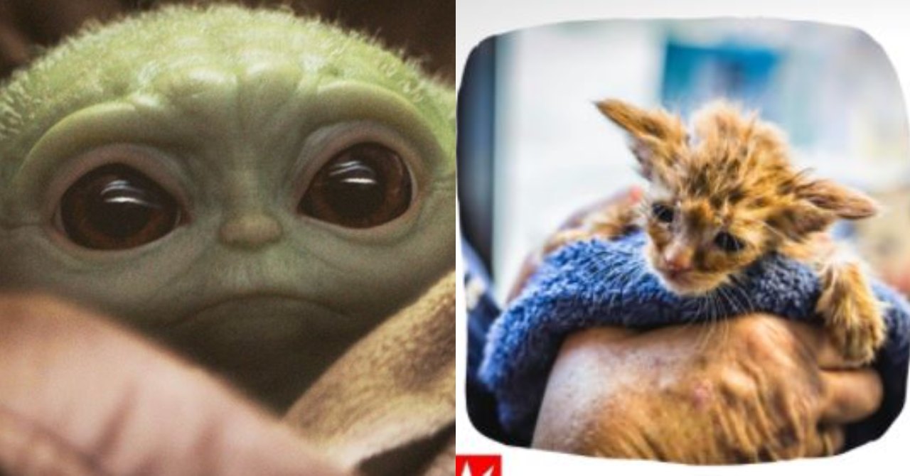 Gatinha salva de incêndio é a cara do Baby Yoda e foto viraliza na web