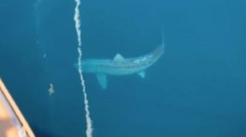 TikTok: vídeo de tubarão gigante acende teoria de ‘Megalodon’