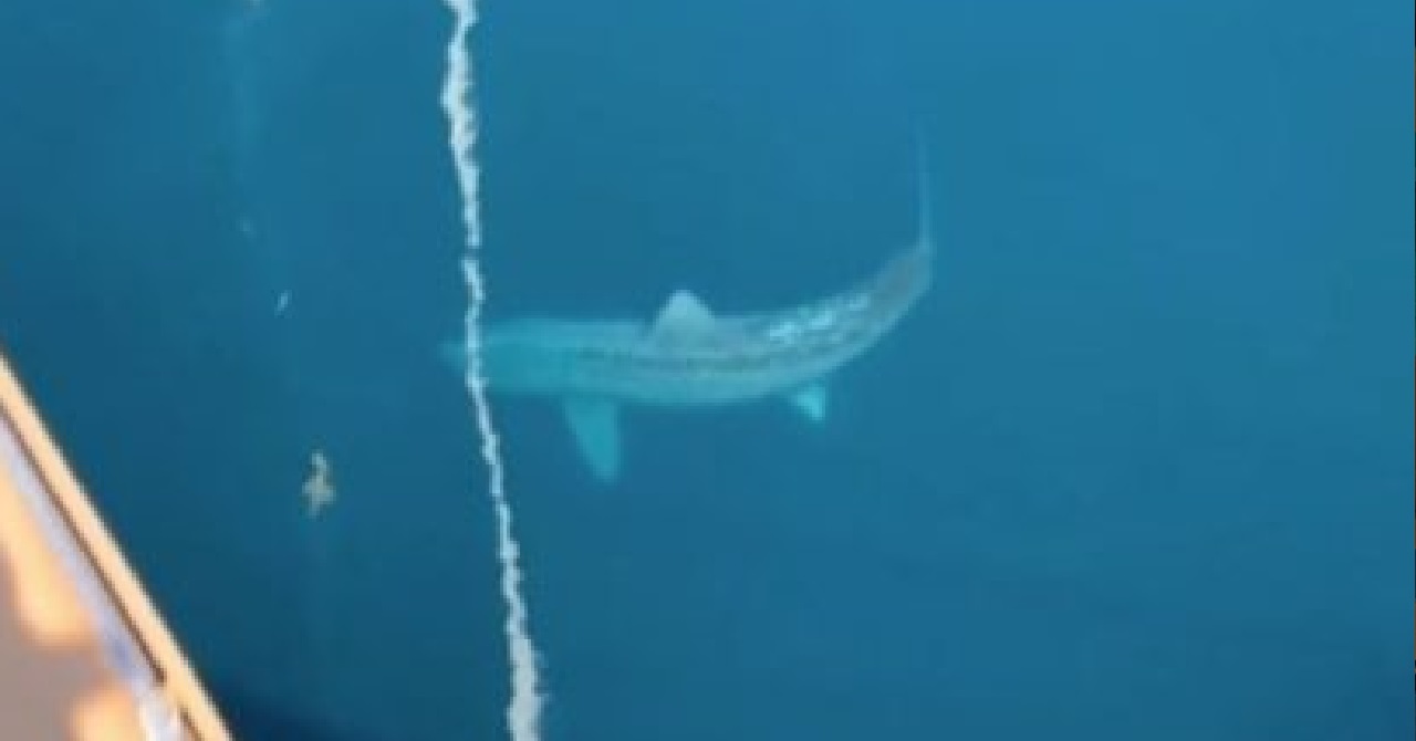 TikTok: vídeo de tubarão gigante acende teoria de ‘Megalodon’