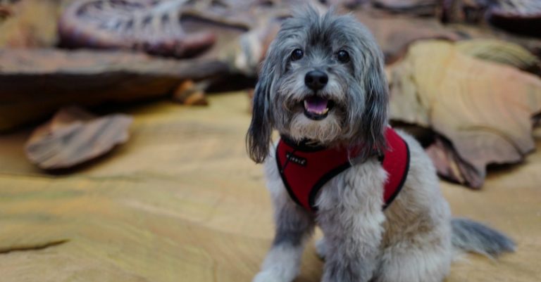 O Esquadrão Suicida