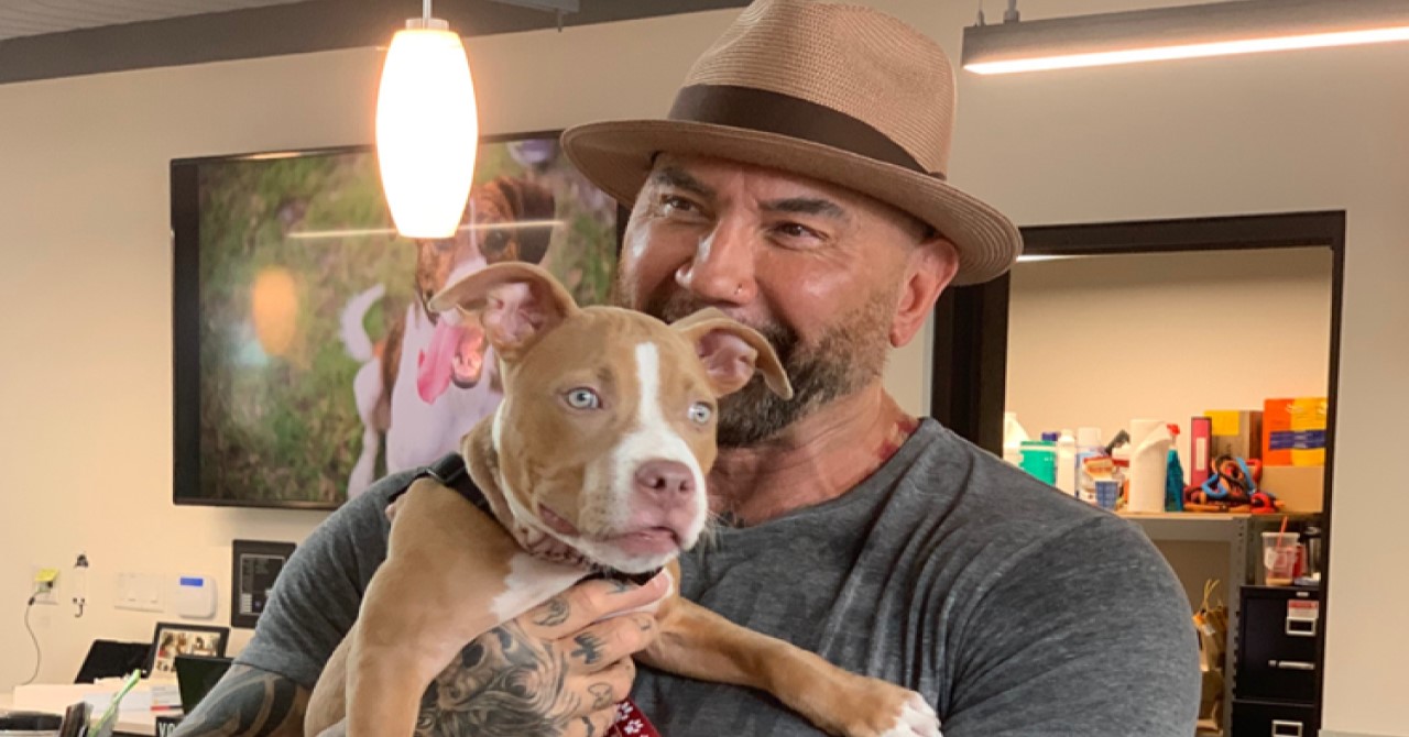 Dave Bautista oferece R$ 34 mil para encontrar agressores de cadelinha resgatada