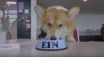 Cowboy Bebop: cães que ‘viveram’ Ein no live-action foram ‘reis’ no set