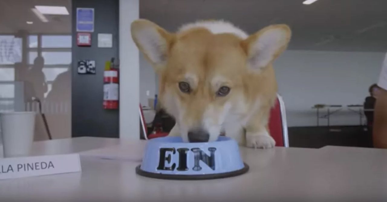Cowboy Bebop: cães que ‘viveram’ Ein no live-action foram ‘reis’ no set