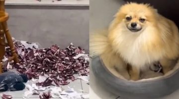 Fofinho? Cachorro destrói R$ 875 em figurinhas do Álbum da Copa 2022