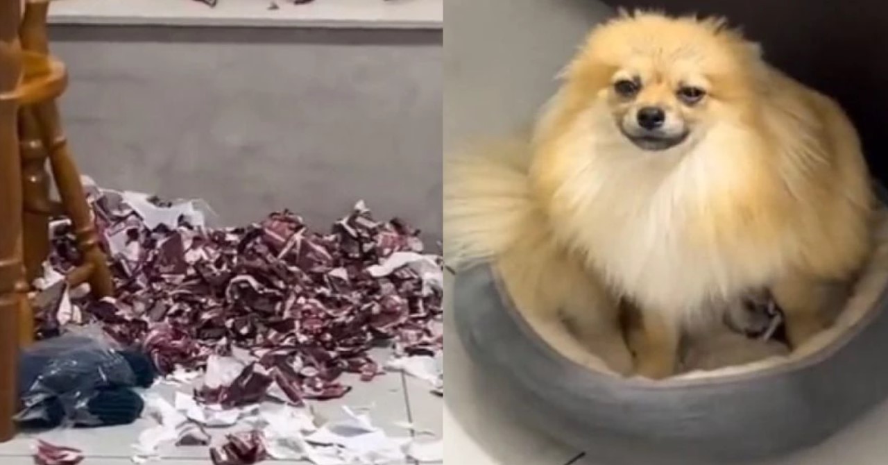 Fofinho? Cachorro destrói R$ 875 em figurinhas do Álbum da Copa 2022