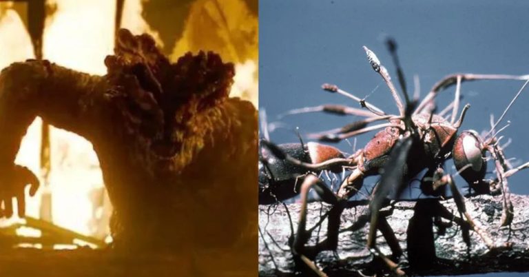 fungo cordyceps