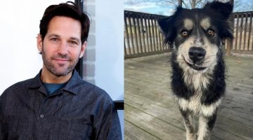 Do abrigo para um novo lar: a história do cachorro que é ‘a cara’ de Paul Rudd