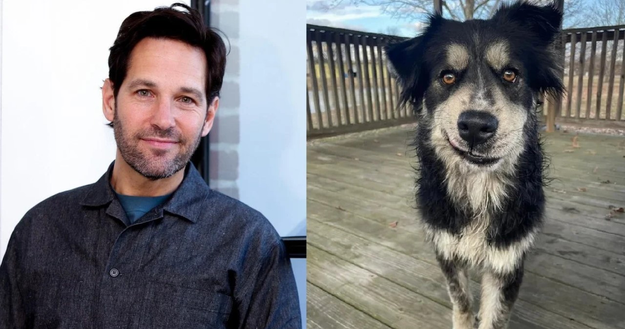 Do abrigo para um novo lar: a história do cachorro que é ‘a cara’ de Paul Rudd