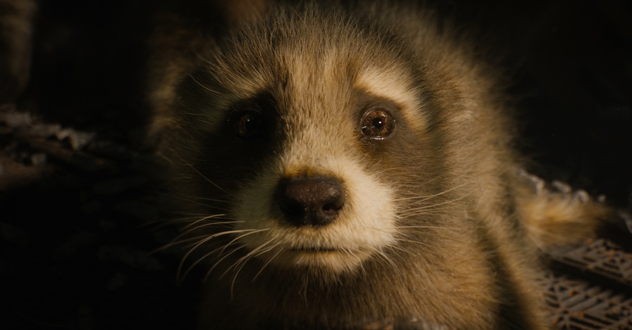 Guardiões Vol. 3: sinopse oficial reforça que a vida de Rocket está em perigo