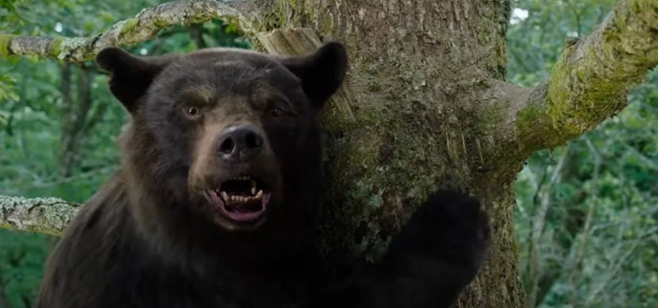 o urso do pó branco