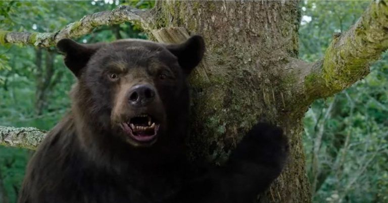 o urso do pó branco