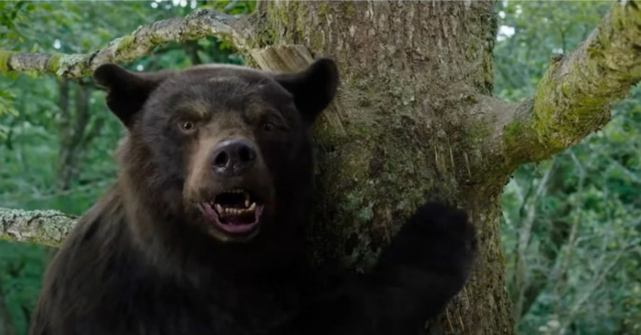 O Urso do Pó Branco, baseado em história real bizarra, deve ganhar continuação