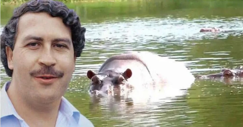Hipopótamo que pertenceu Pablo Escobar morre atropelado na Colômbia