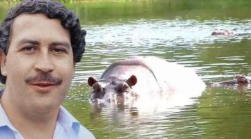 Hipopótamo que pertenceu Pablo Escobar morre atropelado na Colômbia