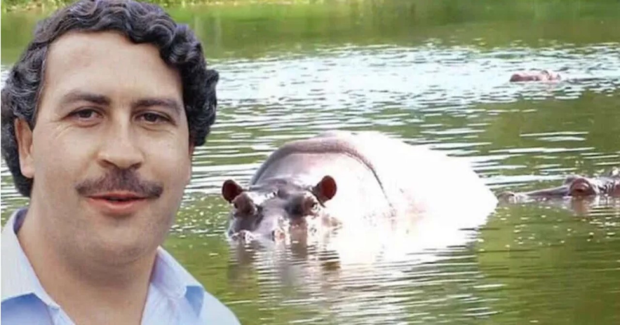 Hipopótamo que pertenceu Pablo Escobar morre atropelado na Colômbia