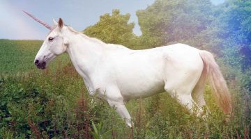Eles existiram? Conheça o animal que foi o unicórnio da vida real