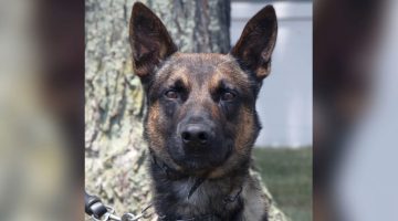 Yoda: cão com nome nerd foi quem capturou o brasileiro fugitivo nos EUA