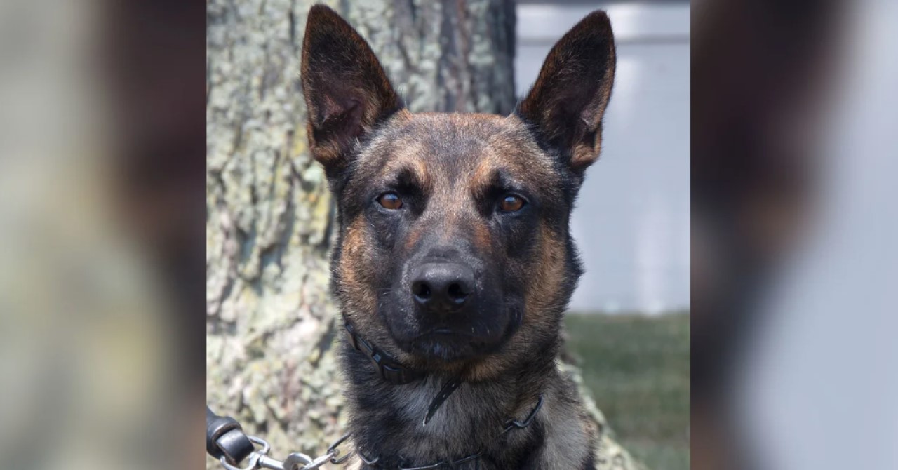 Yoda: cão com nome nerd foi quem capturou o brasileiro fugitivo nos EUA