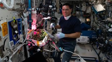 Tomate perdido por astronauta no espaço é encontrado após quase 1 ano