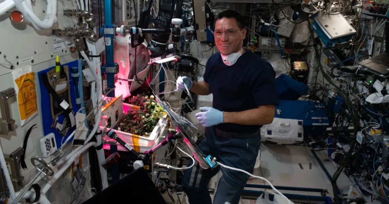 Tomate perdido por astronauta no espaço é encontrado após quase 1 ano