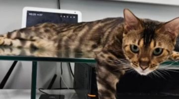 Vídeo: gata brasileira de estimação faz compra de R$ 300 em site
