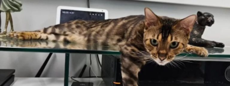 amazon gata