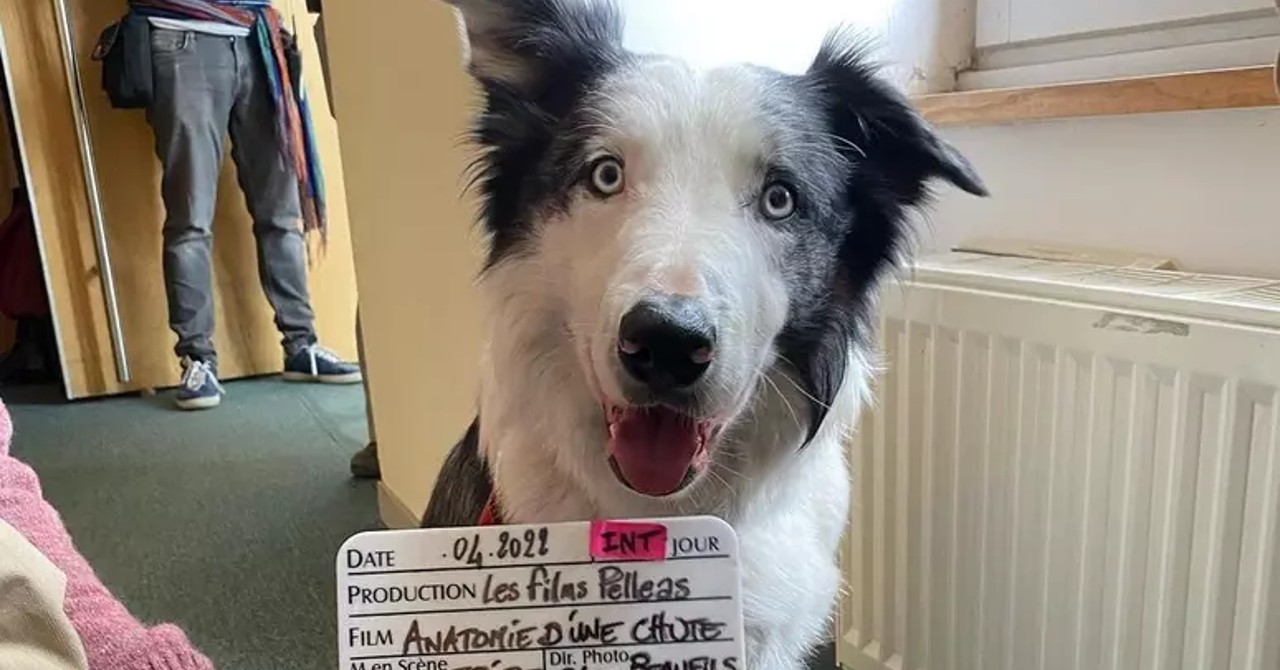 Cão de Anatomia de uma Queda é proibido de ir ao Oscar: ‘ofuscando indicados’