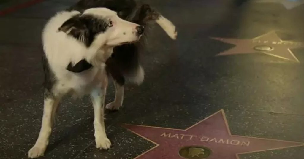 Sabia dessa? Cãozinho Messi não estava de verdade no Oscar; veja os bastidores