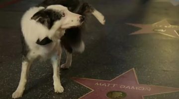 Sabia dessa? Cãozinho Messi não estava de verdade no Oscar; veja os bastidores