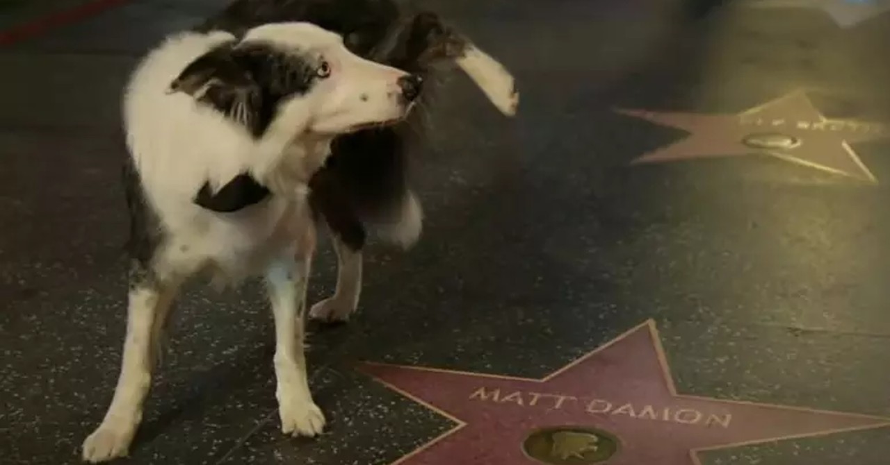 Sabia dessa? Cãozinho Messi não estava de verdade no Oscar; veja os bastidores