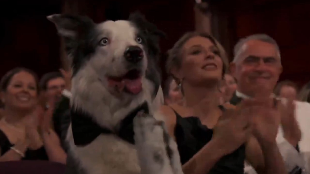 Ele foi! Apesar do recalque de ‘colegas’, cão Messi rouba a cena durante o Oscar 2024