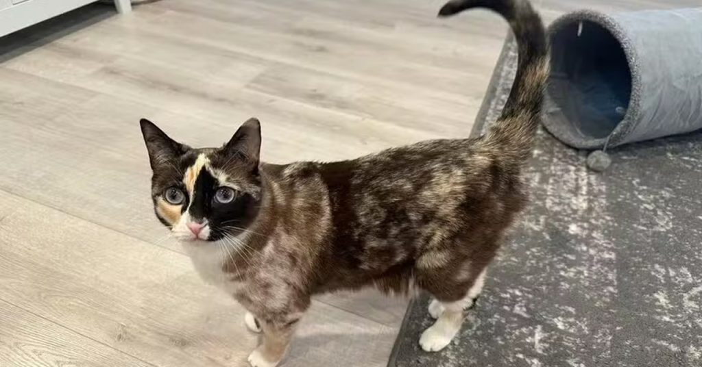 Gata sobrevive após ser enviada acidentalmente em pacote da Amazon
