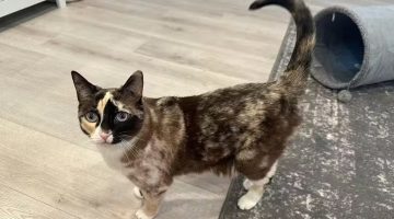 Gata sobrevive após ser enviada acidentalmente em pacote da Amazon