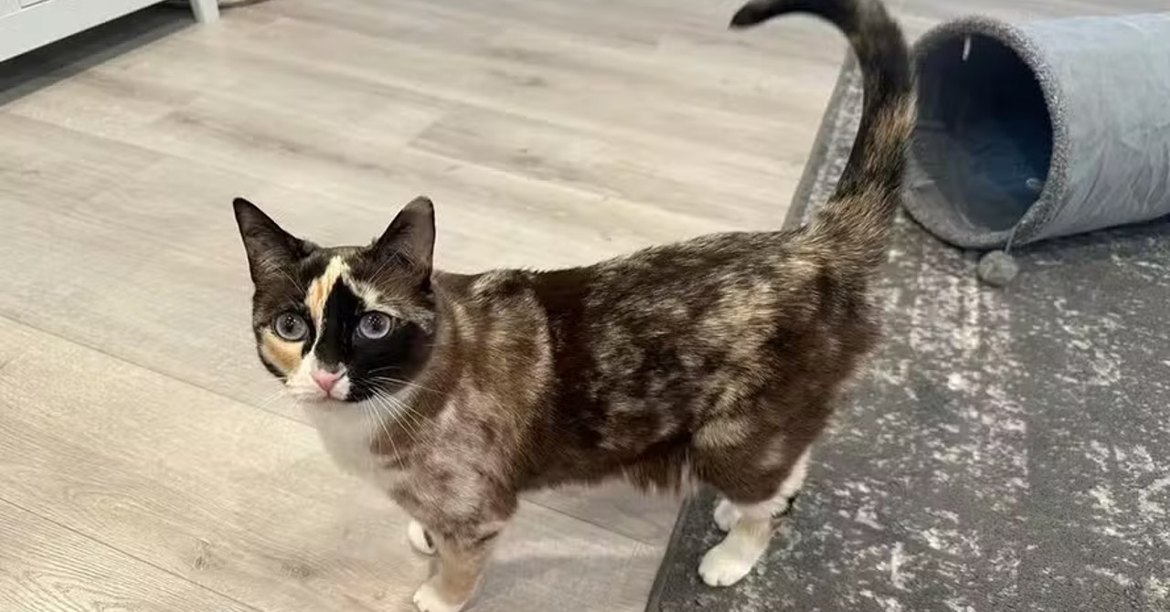 Gata sobrevive após ser enviada acidentalmente em pacote da Amazon