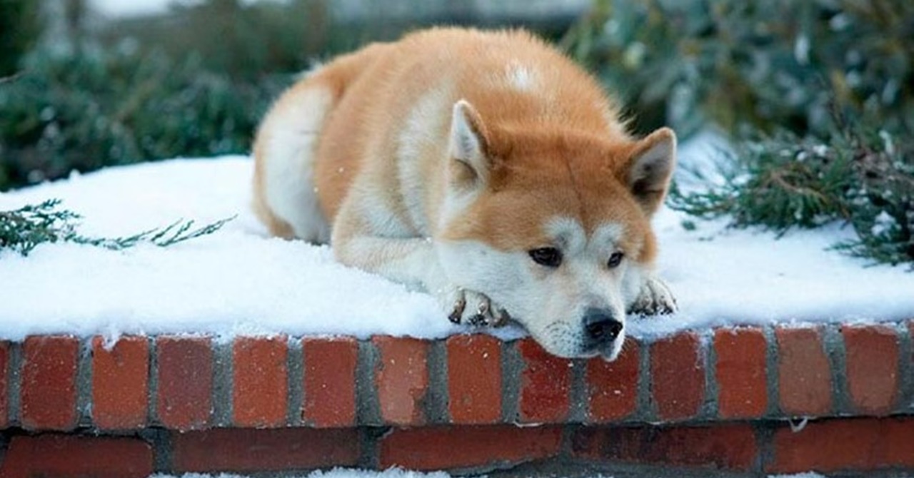 Hachiko - Sempre ao Seu Lado