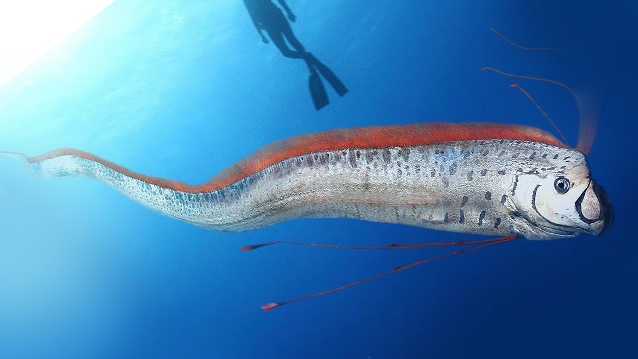 ‘Peixe do Fim do Mundo’ reaparece e reacende preocupações; entenda