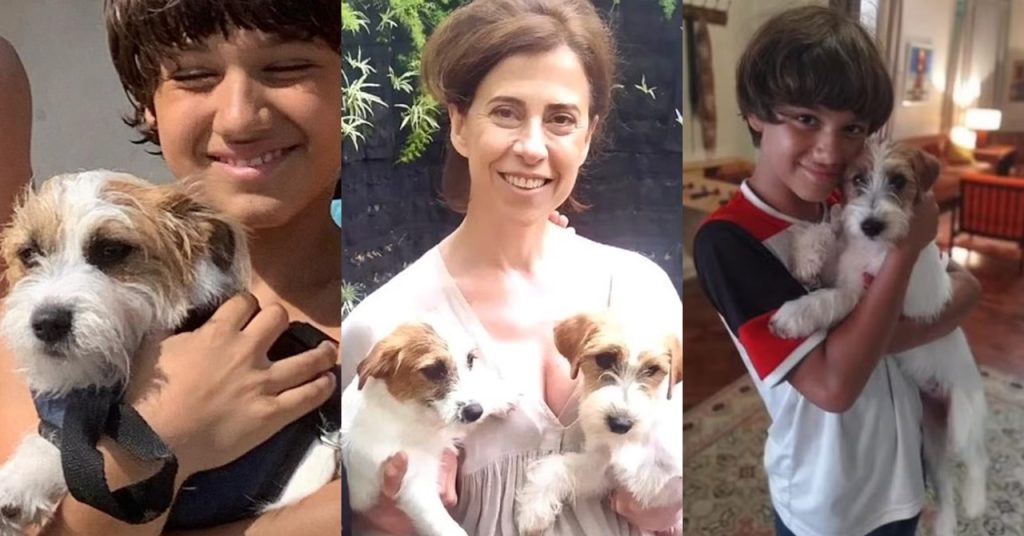 Ainda Estou Aqui: cães que interpretaram Pimpão vencem o ‘Oscar dos animais’
