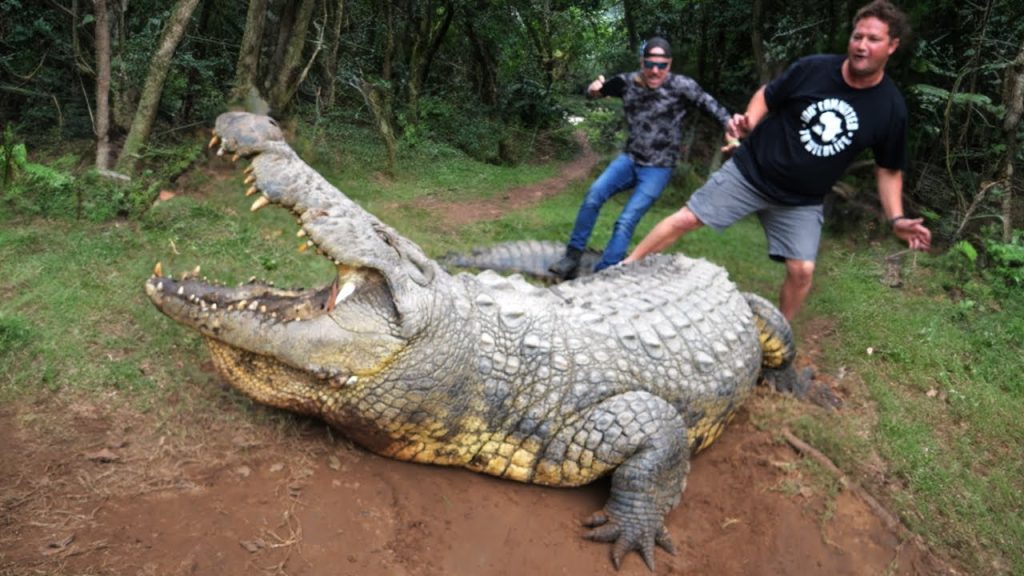 Crocodilo gigante de 124 anos é o mais velho do mundo e tem 10 mil filhotes